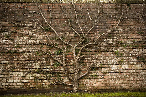 My Price Ancestors, an Impenetrable, Impervious Brick Wall Line. 52 ...